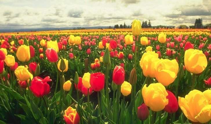 Imagem da matéria: Bolha do Bitcoin e a Mania das Tulipas