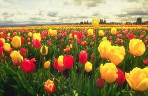 Imagem da matéria: Bolha do Bitcoin e a Mania das Tulipas