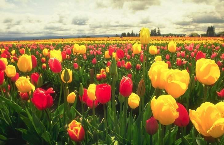 Imagem da matéria: Bolha do Bitcoin e a Mania das Tulipas