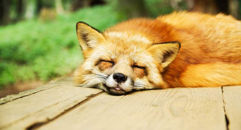 Imagem da matéria: Foxbit Teve Saques de Bitcoin Duplicados no Valor de R$ 1 Milhão