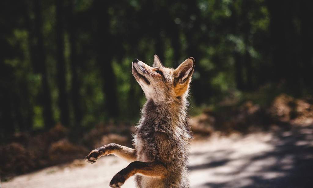 Imagem da matéria: Foxbit Volta a Operar Após 14 dias Offline