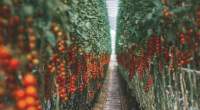 Imagem da matéria: Tcheco Produz ‘Criptomates’ Com o Calor De Máquinas de Mineração