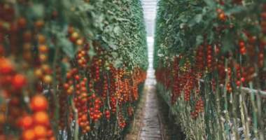 Imagem da matéria: Tcheco Produz ‘Criptomates’ Com o Calor De Máquinas de Mineração