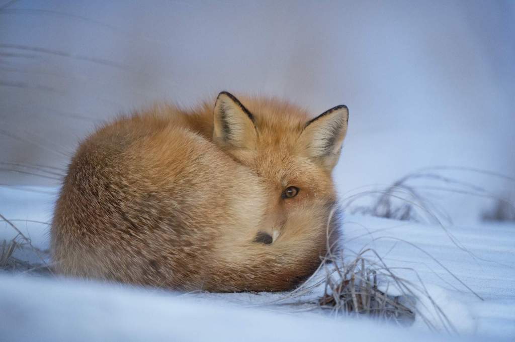 Imagem da matéria: Falha na Segurança da Foxbit Causa Prejuízo a Clientes; Programador Avisou de Erro Há um Mês