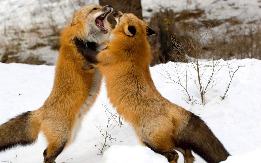 Imagem da matéria: Foxbit Consegue Liminar Contra o Banco Inter
