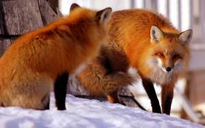 Imagem da matéria: Foxbit fecha parceria com empresa e vai oferecer serviço rival da Atlas