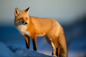 Imagem da matéria: Foxbit Lança Curso Online Sobre Ethereum