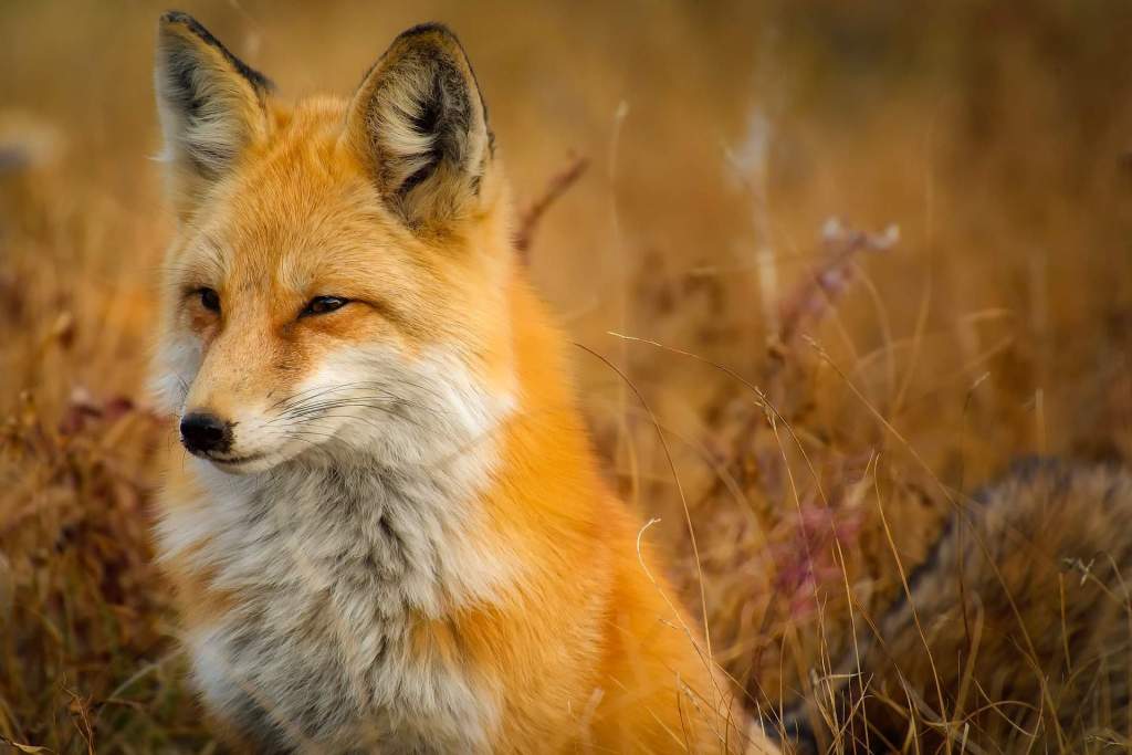 Imagem da matéria: Foxbit Ficará Quatro dias Fora do ar para Atualizar Plataforma