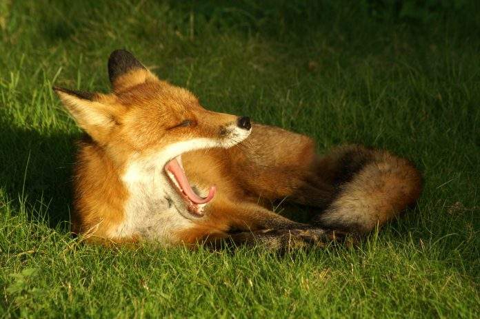 Imagem da matéria: Nova Plataforma, Velhos Problemas: Foxbit tem Dificuldades para Voltar a Funcionar