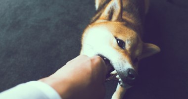 Imagem da matéria: Criptomoeda Shiba Inu valoriza 40.000% em um mês, mas risco é alto