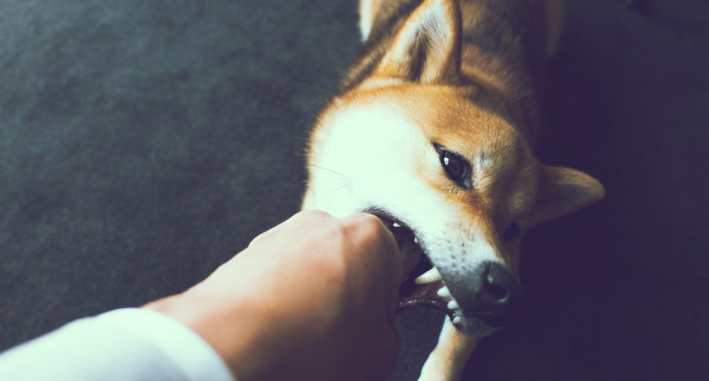 Imagem da matéria: Criptomoeda Shiba Inu valoriza 40.000% em um mês, mas risco é alto