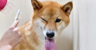 Imagem da matéria: Shiba Inu, Dogecoin, Floki: o que são as criptomoedas meme