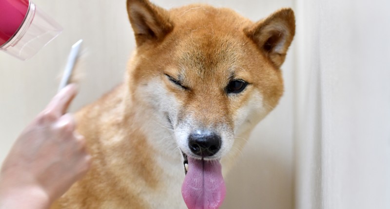 Imagem da matéria: Shiba Inu (SHIB) sobe 20% ao atingir marca histórica de um milhão de investidores