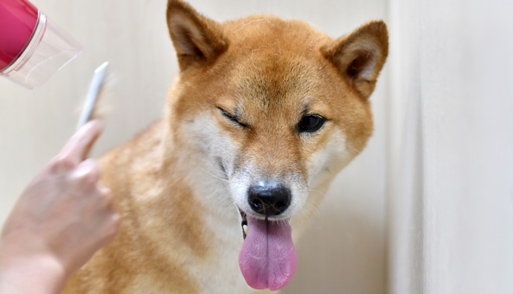 Imagem da matéria: Shiba Inu (SHIB) sobe 20% ao atingir marca histórica de um milhão de investidores