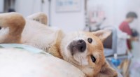 Imagem da matéria: Tokens Shiba Inu queimados por fundador do Ethereum valeriam agora US$ 32,5 bilhões