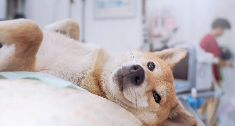 Imagem da matéria: Apenas 2% de trilhões de Shiba Inu que Buterin doou para caridade foram usadas