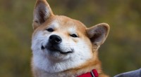 Imagem da matéria: Coinbase Pro finalmente lista Shiba Inu (SHIB) e moeda dispara 20%