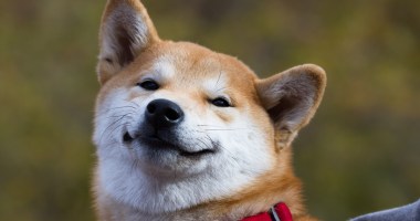 Imagem da matéria: Empresa listada na bolsa de valores do Canadá compra 831 milhões de Shiba Inu (SHIB)