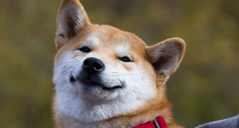 Imagem da matéria: Criptomoeda Shiba Inu (SHIB) ignora Elon Musk e bate novo recorde de preço