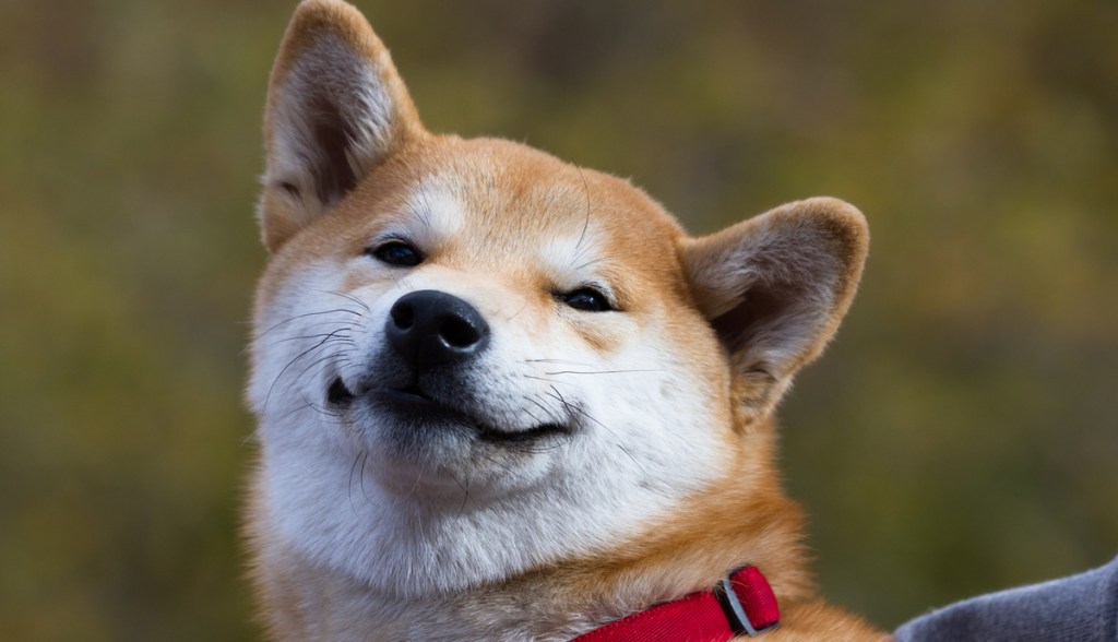 Imagem da matéria: Executivo do Goldman Sachs se demite após  faturar milhões com Dogecoin, diz site
