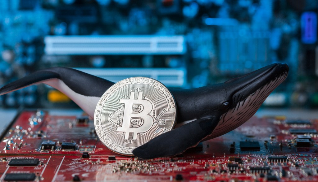 Imagem da matéria: Baleia aluga 15 mil BTCs para lucrar com aposta na queda do bitcoin; entenda