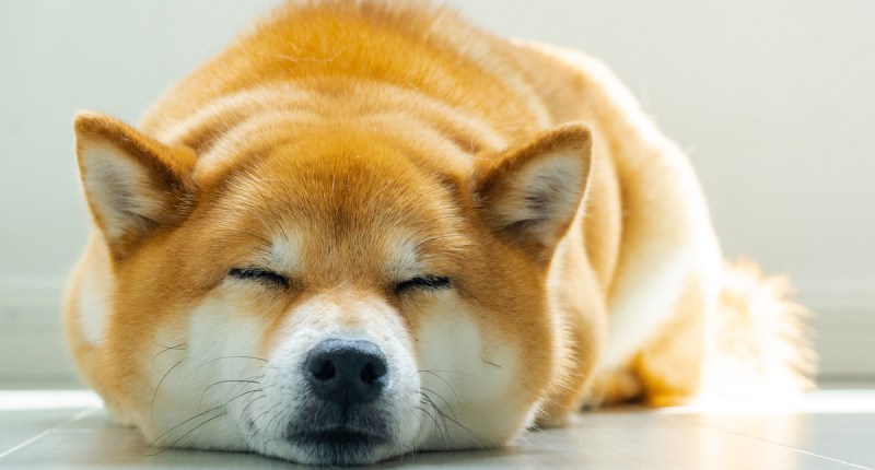 Imagem da matéria: Dogecoin (DOGE) cai 15% e atinge a pior cotação em dois meses