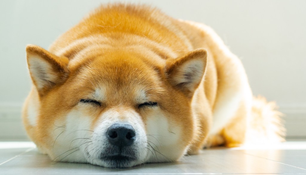 Imagem da matéria: Dogecoin (DOGE) cai 15% e atinge a pior cotação em dois meses