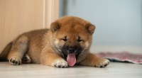 Imagem da matéria: O que é Baby Doge e por que Elon Musk bombou uma imitação da Dogecoin