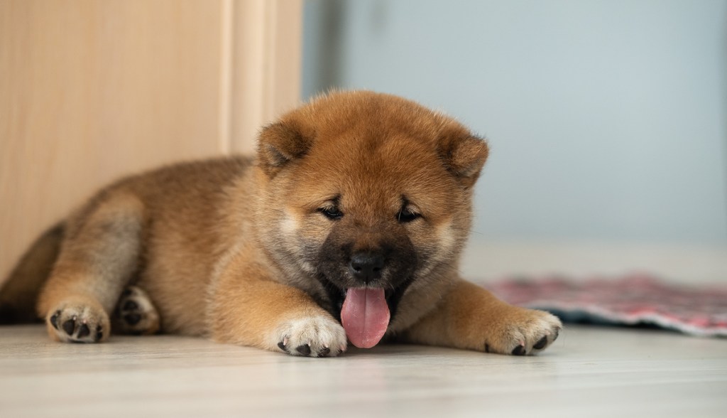 Imagem da matéria: O que é Baby Doge e por que Elon Musk bombou uma imitação da Dogecoin
