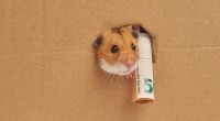 Imagem da matéria: Experimento mostra hamster fazendo trade de criptomoedas — e lucrando