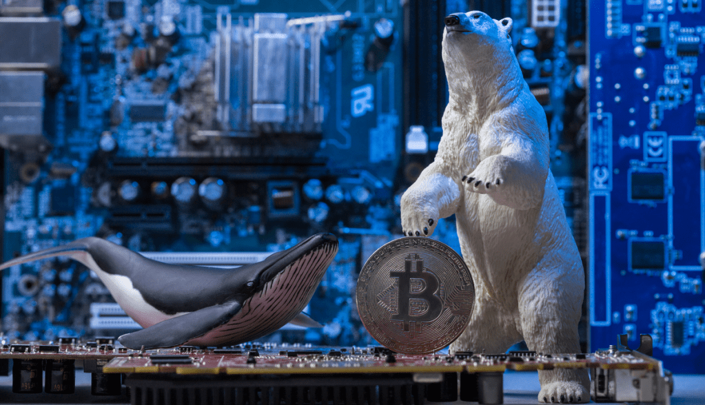 Imagem da matéria: Baleia com mais bitcoins do mundo compra mais 321 BTCs na queda