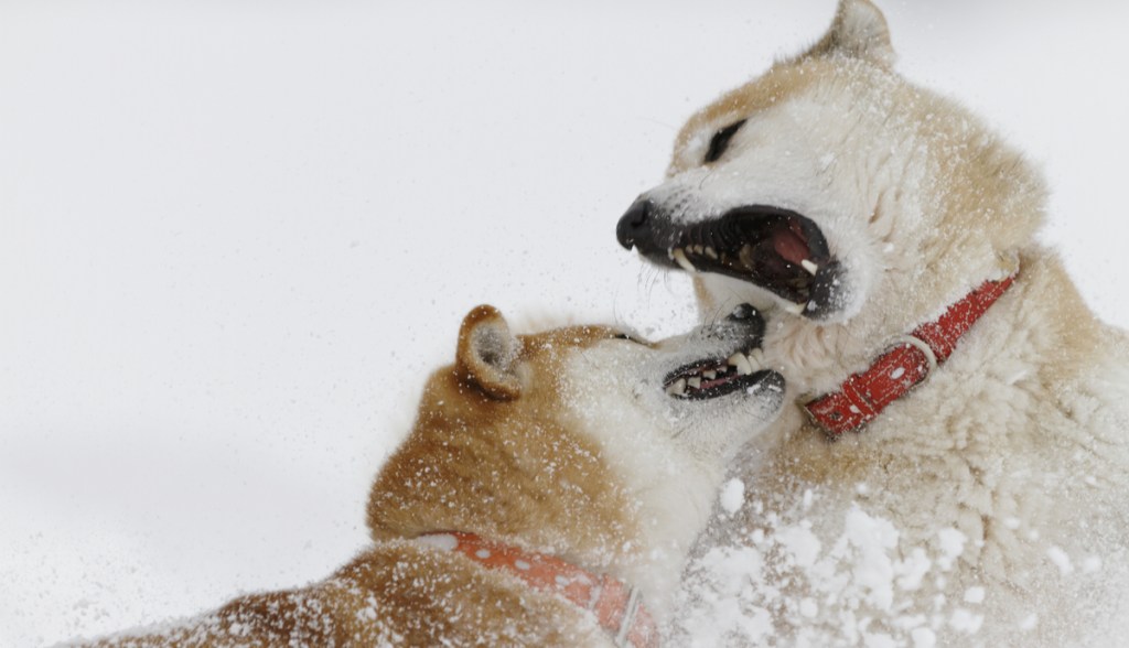 Imagem da matéria: Shiba Inu (SHIB) ultrapassa Dogecoin (DOGE) no ranking da Coingecko; entenda a alta