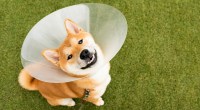 Imagem da matéria: Shiba Inu sobe 13% após baleia fazer mega compra de 4 trilhões de SHIB