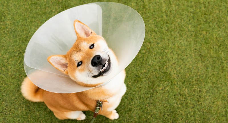 Imagem da matéria: Shiba Inu sobe 13% após baleia fazer mega compra de 4 trilhões de SHIB