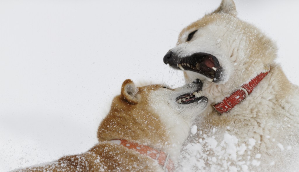 Imagem da matéria: Elon Musk faz Dogecoin (DOGE) disparar mas Shiba Inu (SHIB) sobe mais; Solana (SOL) tem alta de 10%