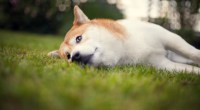 Imagem da matéria: Sem Shiba Inu: Robinhood não irá listar novas criptomoedas por enquanto