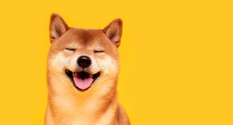 Imagem da matéria: Shiba Inu (SHIB) anuncia entrada no metaverso e rival da Dogecoin (DOGE) dispara