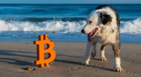 Imagem da matéria: El Salvador inaugura hospital veterinário construído com Bitcoin