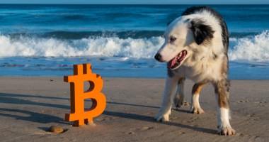 Imagem da matéria: El Salvador inaugura hospital veterinário construído com Bitcoin