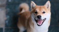 Cãozinho Shiba Inu