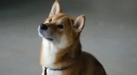 Imagem da matéria: Dogecoin e Shiba Inu despencam enquanto investidores fogem das memecoins