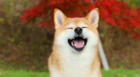 Imagem da matéria: Corretora de criptomoedas mantém 20% de reservas na memecoin Shiba Inu