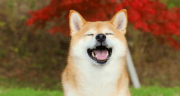 Imagem da matéria: Esqueça o Bitcoin: Empresa de cannabis cria reserva estratégica de Dogecoin