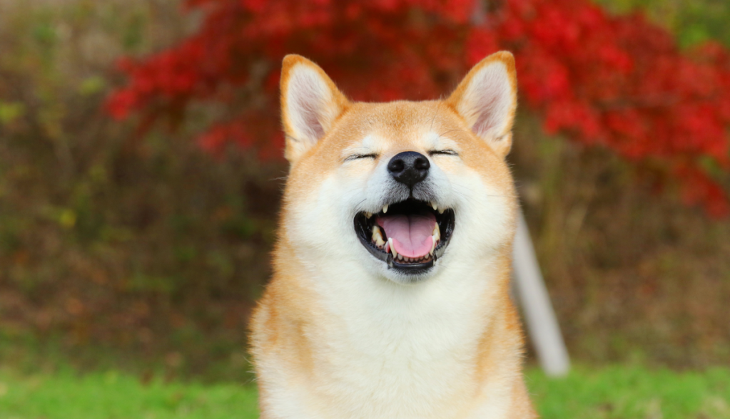 Imagem da matéria: Manhã Cripto: Bancos liberam dinheiro para compra do Twitter e Dogecoin (DOGE) sobe 12%; Bitcoin (BTC) pisa no freio 