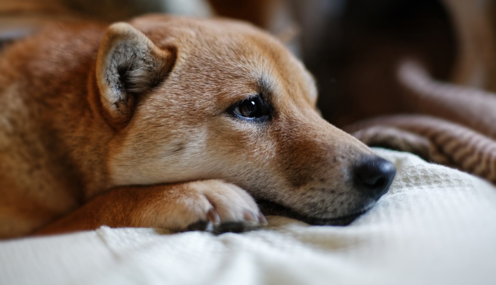 Shiba