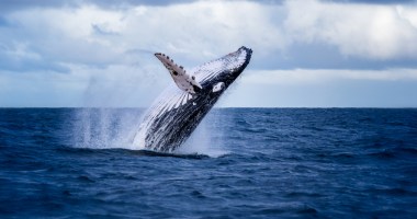 Baleia saltando no oceano