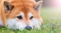 Imagem da matéria: Nova rede de Shiba Inu (SHIB) tem problemas técnicos e trava Ethereum; memecoin despenca 8%