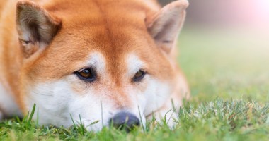 Imagem da matéria: Nova rede de Shiba Inu (SHIB) tem problemas técnicos e trava Ethereum; memecoin despenca 8%