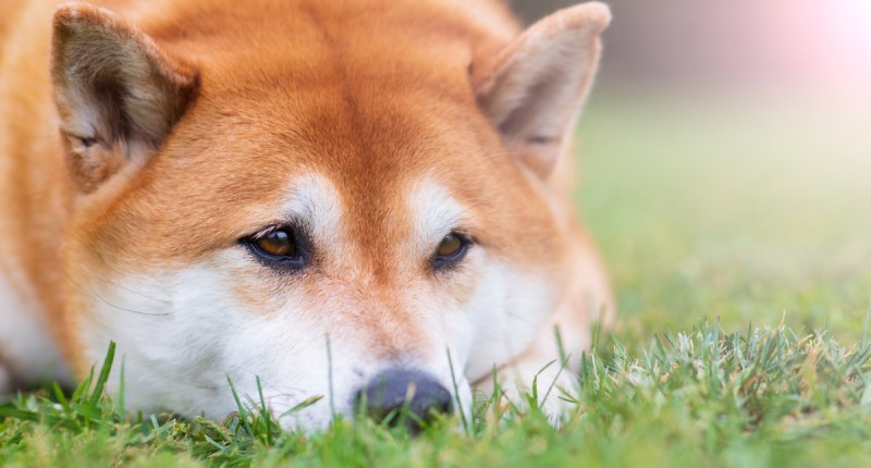 Imagem da matéria: Dogecoin e Shiba Inu despencam e já perdem mais de 10% no acumulado semanal