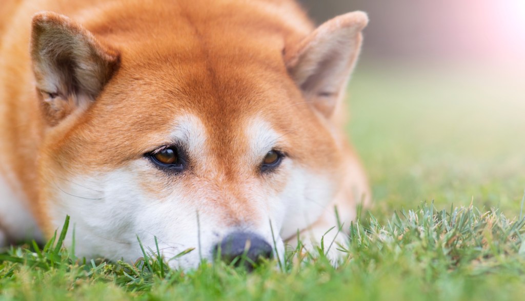 Imagem da matéria: Dogecoin sofre forte oscilação após fake news sobre morte do mascote confundir investidores